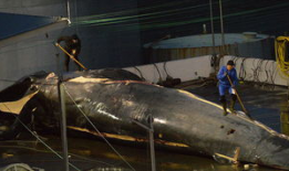 大鲸鱼视频,大鲸鱼视频带你领略海洋巨兽的壮丽世界