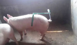 母猪配种视频,从选种到受孕的全程记录