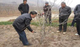 石榴树怎么剪枝视频,视频教程详解